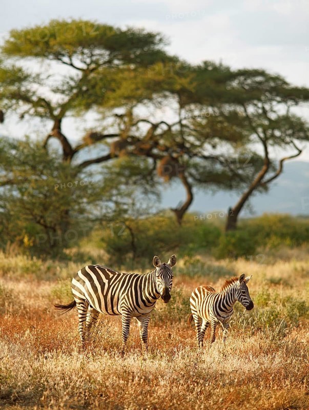 Plains Zebra