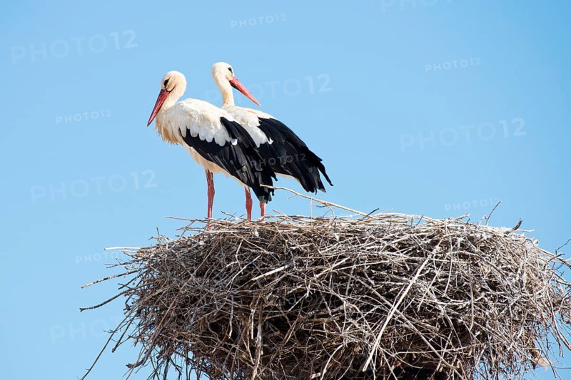 White Storks