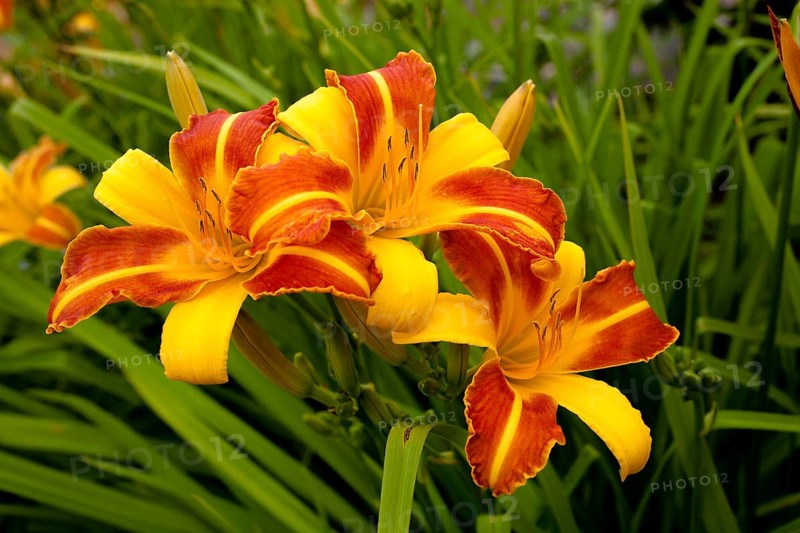Daylily