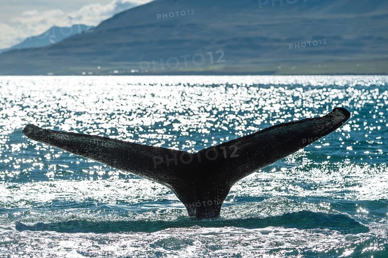 Tail