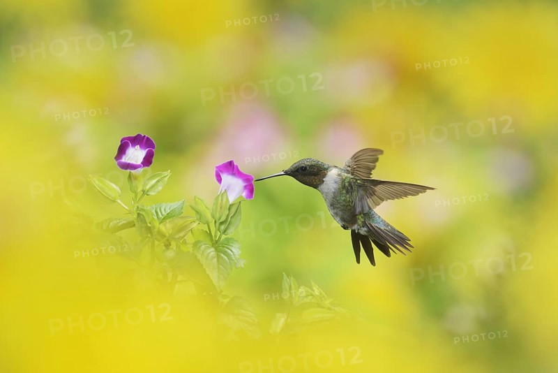 Ruby-throated Hummingbird