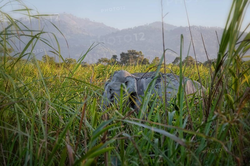 Indian elephant