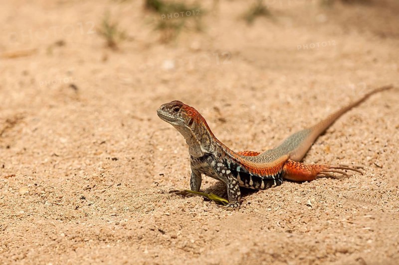 Common butterfly lizard