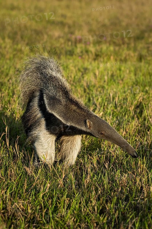 Giant anteater