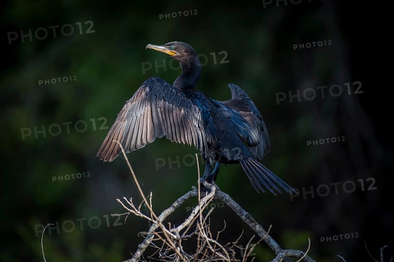 Olivaceous cormorant