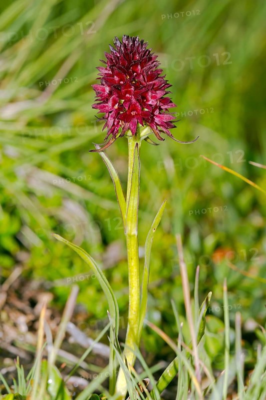 Black vanilla orchid