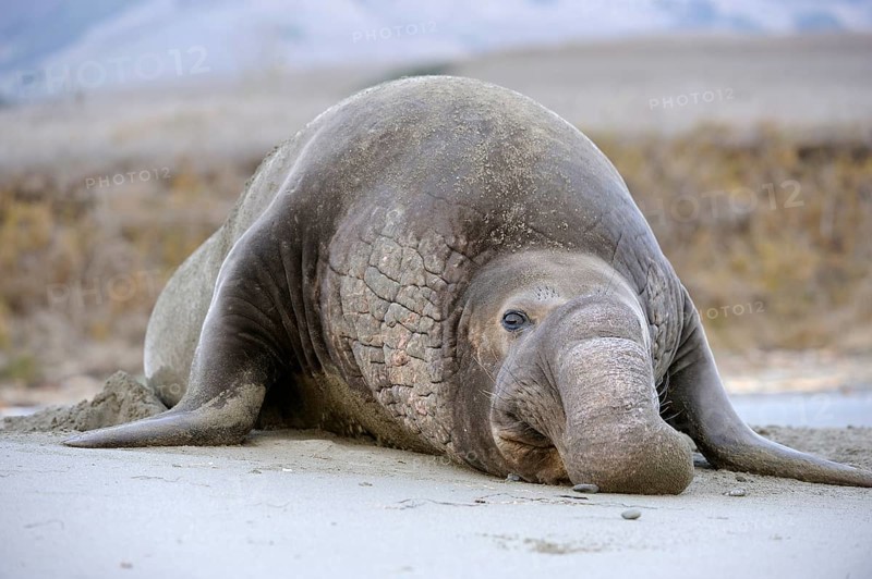 Northern Elephant Seal