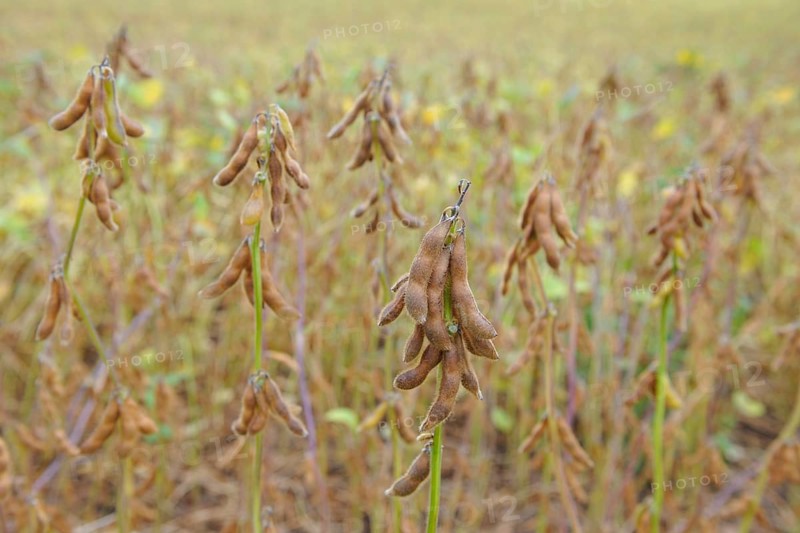 Cultivation of Soya bean