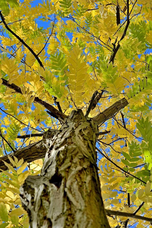 Caucasian wingnut