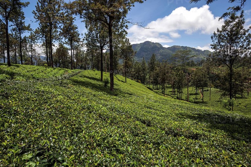 Tea plants