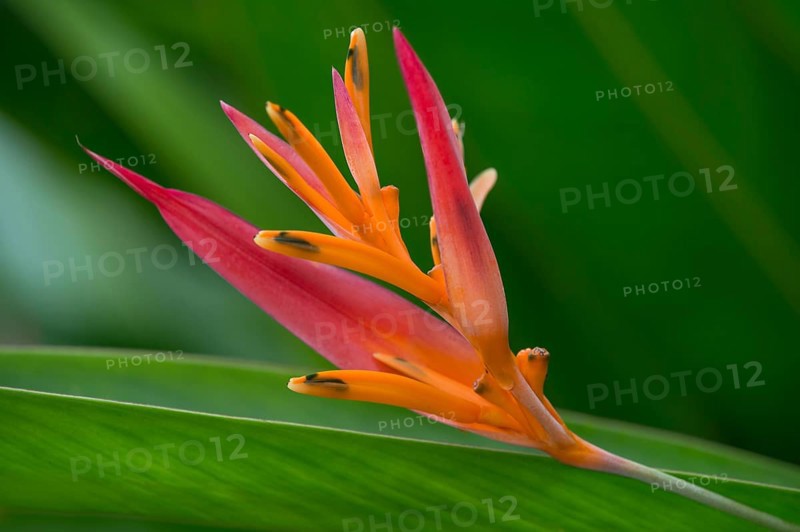 Blooming fire flash