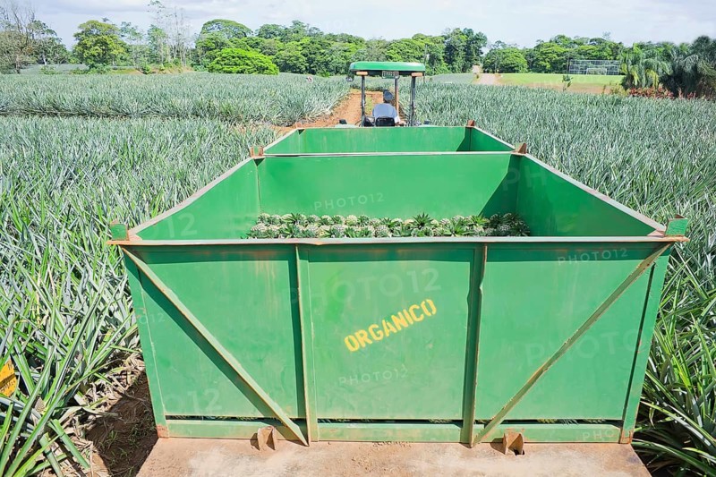 Truck with harvested organic pineapples