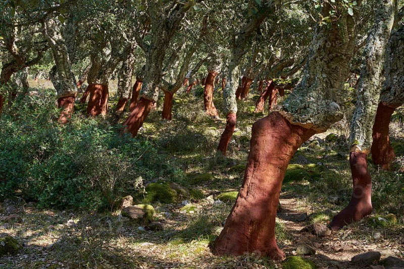 Peeled cork oak