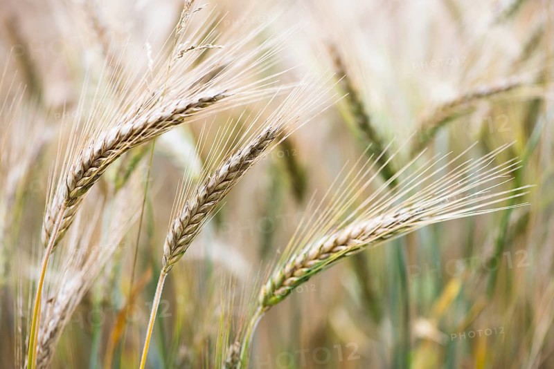 Triticale ears