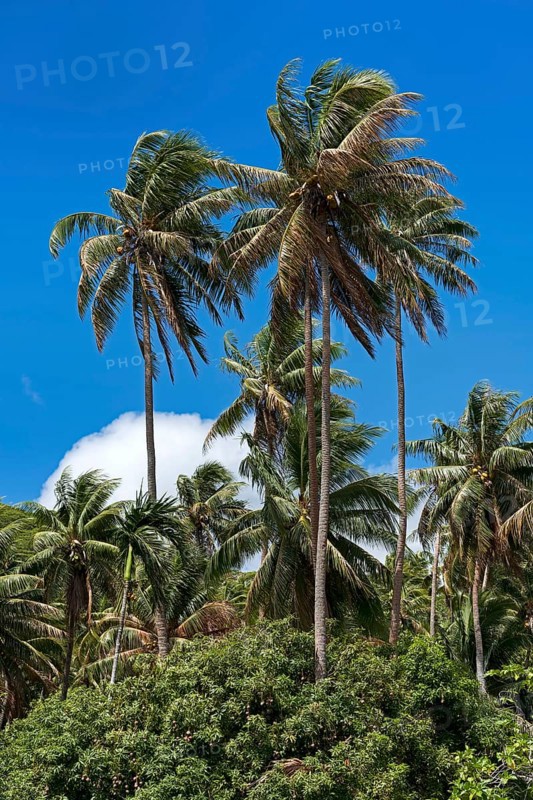 Coconut palms in Marae Taputapuatea