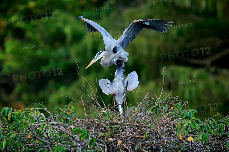 Adult couple at nest, mating, Wakodahatchee Wetlands