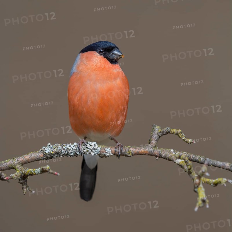 Bullfinch