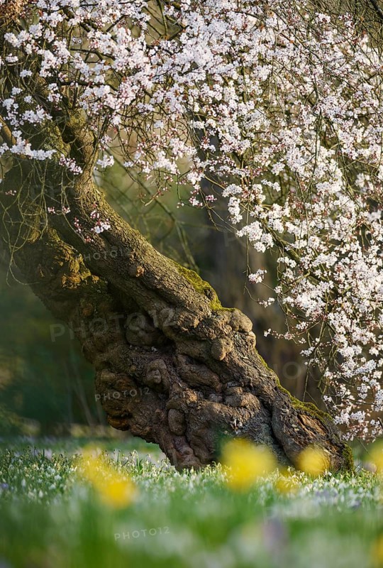Japanese Cherry