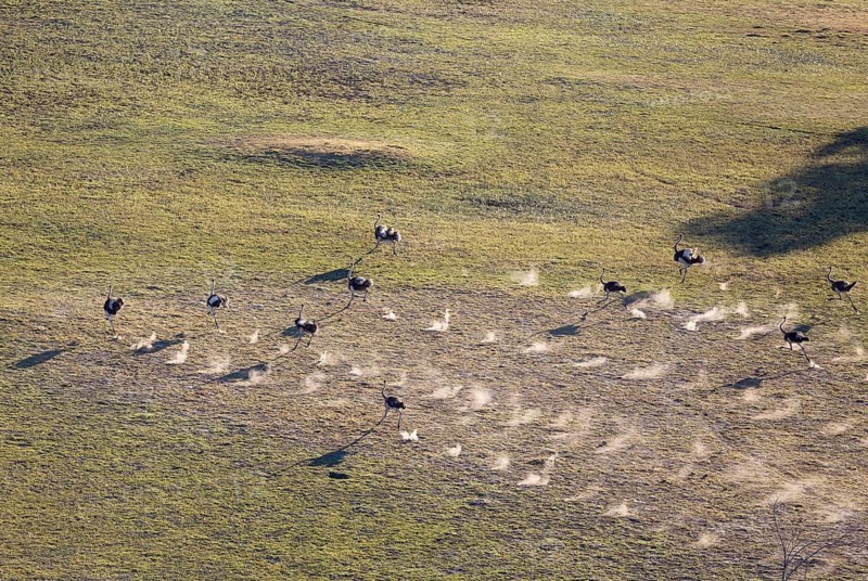 Ostrich