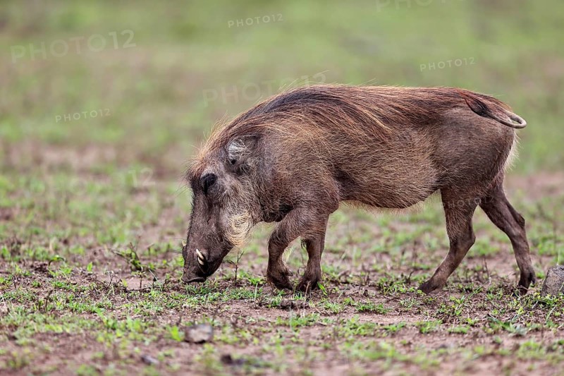 Warthog