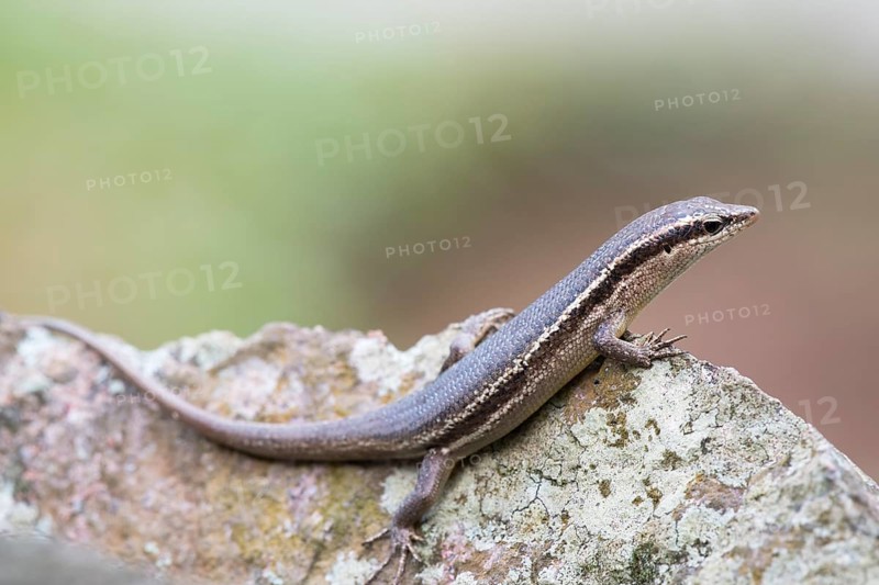 Wright's Skink