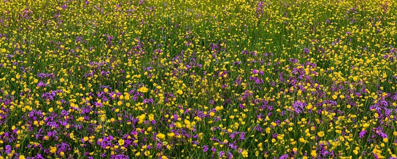 Sea of blossoms