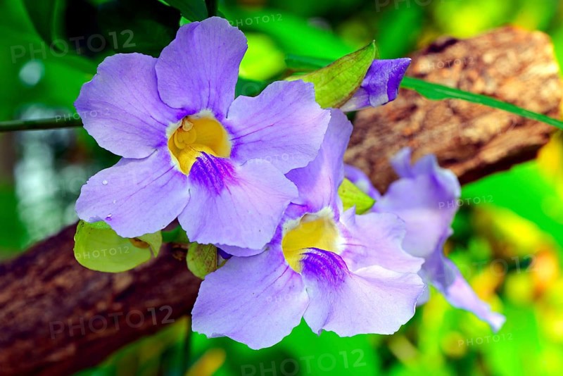 Bush Clockvine