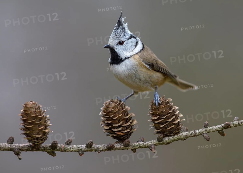 Crested tit