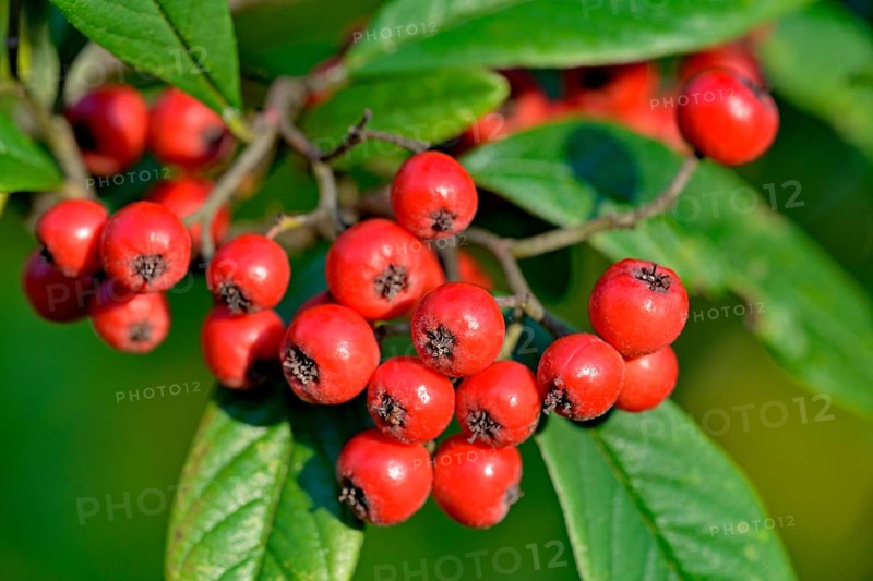 Willow-leaved cotoneaster