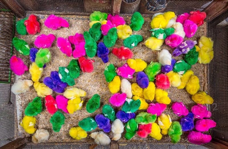 Colourful dyed chicks