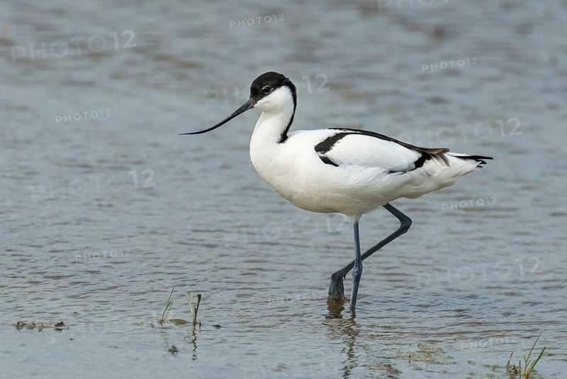 Pied avocet