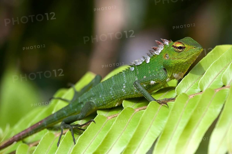 Common green forest lizard