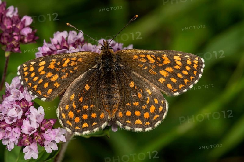 Heath fritillary