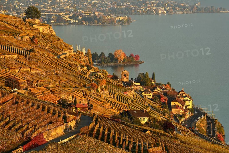 Vineyards in autumn