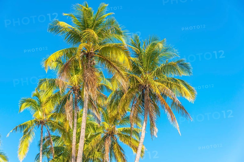 Palm trees