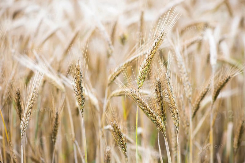 Triticale ears