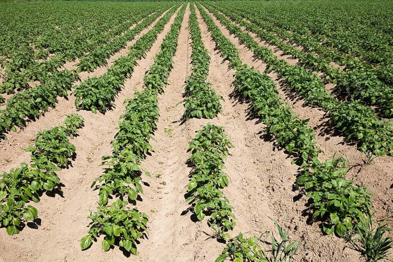 Potato field