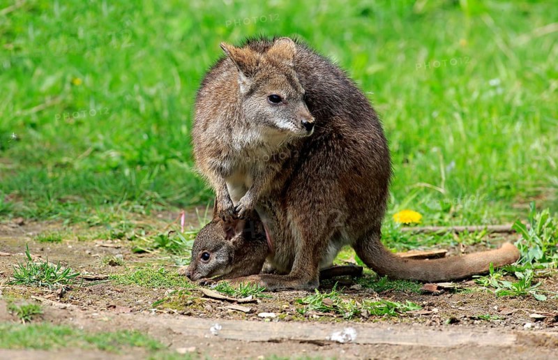 Parma wallaby