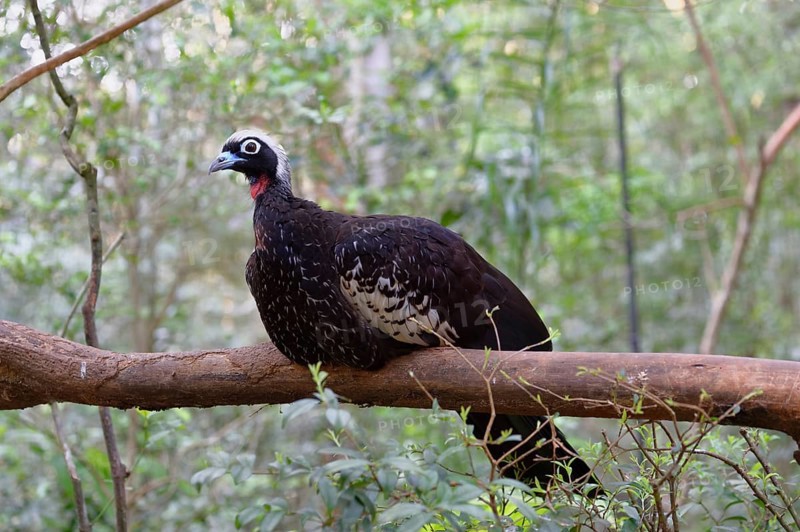 Black-Fronted Piping-Guan