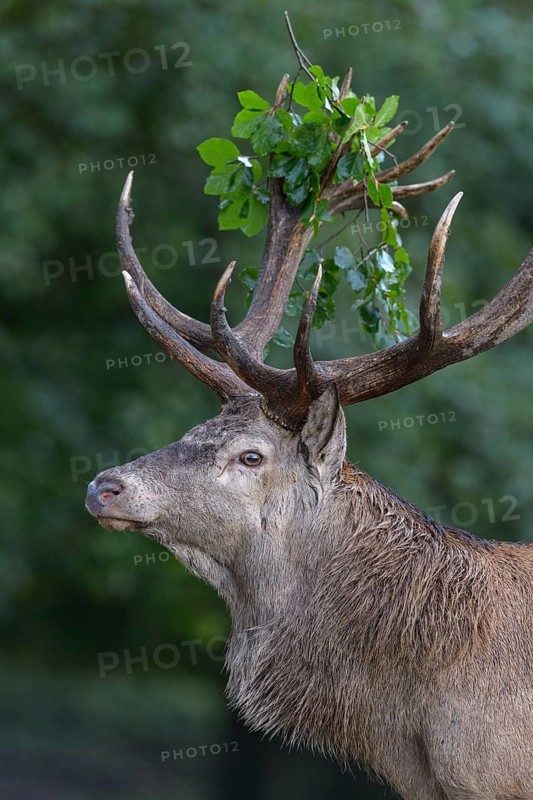 Red deer