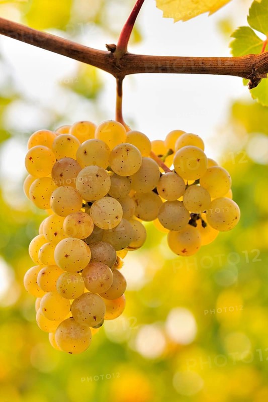 Riesling grapes