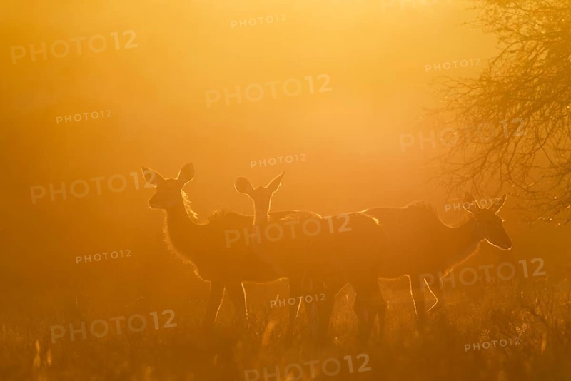 Greater Kudus