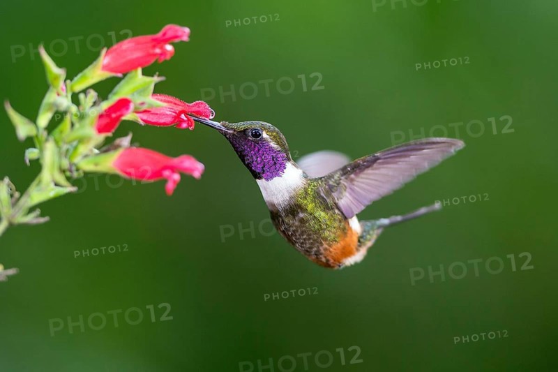 Purple-throated woodstar