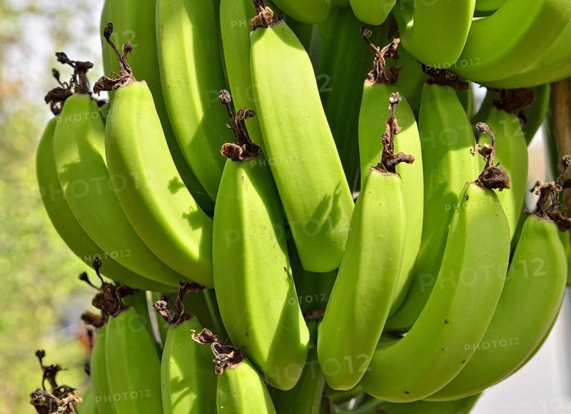 Bananas