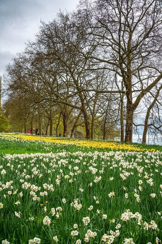 Blooming white and yellow wild daffodils