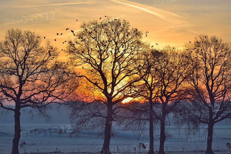 Leafless trees at sunrise with flock of wood pigeons