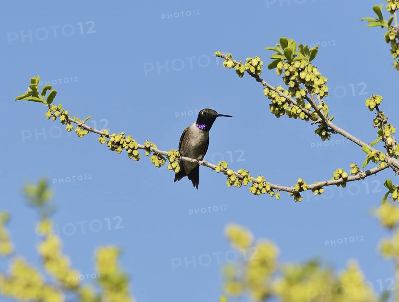 Black-chinned Hummingbird