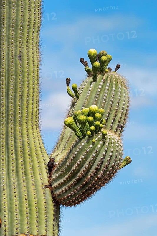 Saguaro Cactus