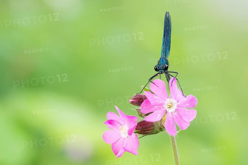 Beautiful demoiselle
