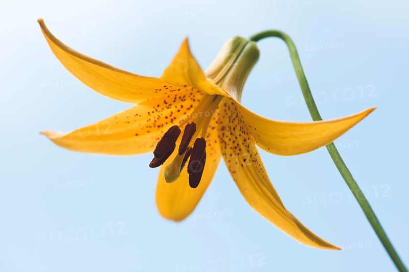Wild yellow lily